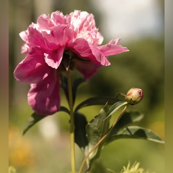 Indiana Beanie - Picture 13 of 14